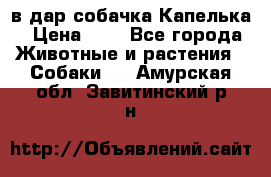 в дар собачка Капелька › Цена ­ 1 - Все города Животные и растения » Собаки   . Амурская обл.,Завитинский р-н